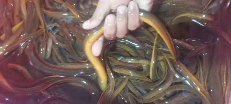 黄鳝鱼。。。。。。！