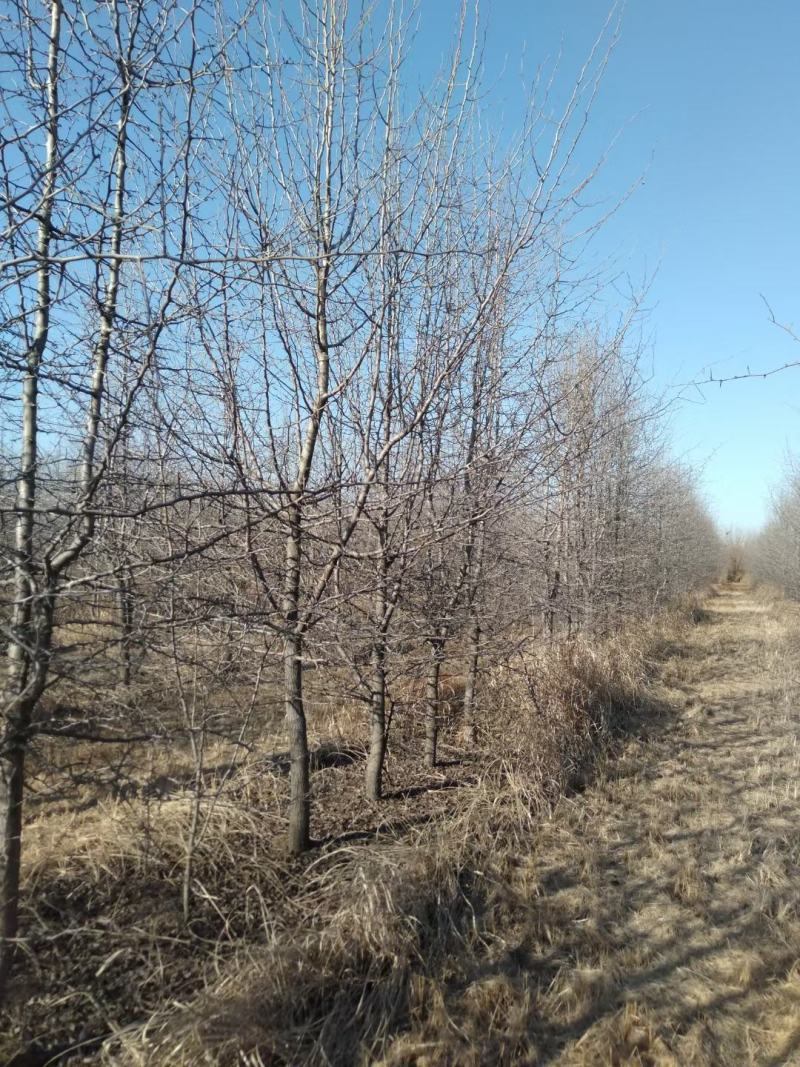 杜梨规格8-13公分，精品树形，两级树形，一般树型都有