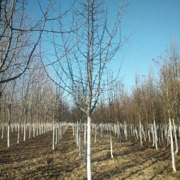 杜梨规格8-13公分，精品树形，两级树形，一般树型都有