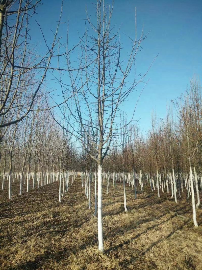 杜梨规格8-13公分，精品树形，两级树形，一般树型都有
