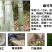麻竹苗甜竹笋苗地栽大型户外庭院笋苗飞楠竹毛竹青竹