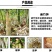 麻竹苗甜竹笋苗地栽大型户外庭院笋苗飞楠竹毛竹青竹