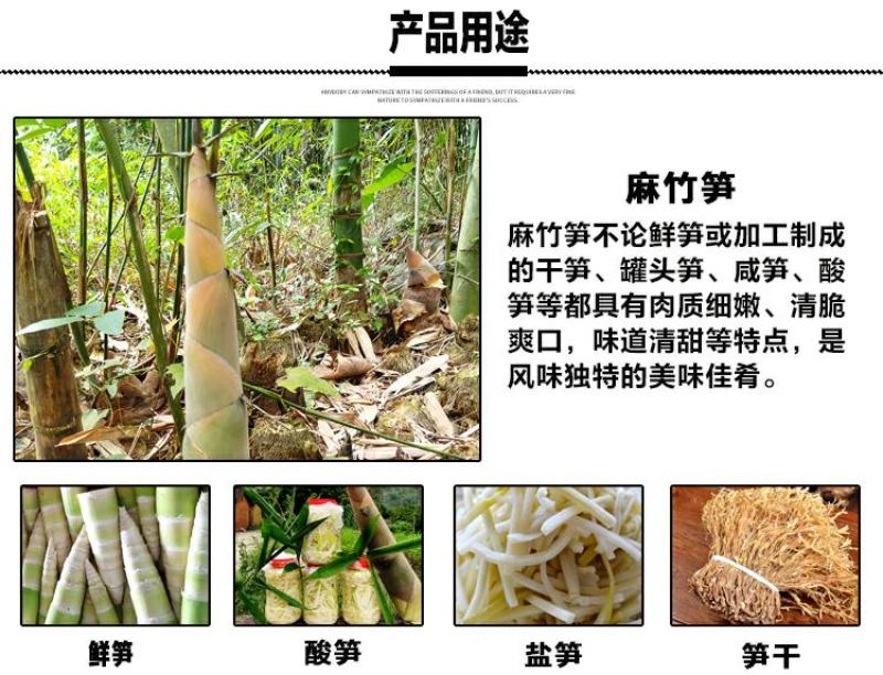 麻竹苗甜竹笋苗地栽大型户外庭院笋苗飞楠竹毛竹青竹