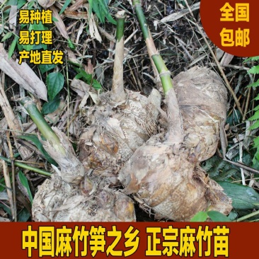 麻竹苗甜竹笋苗地栽大型户外庭院笋苗飞楠竹毛竹青竹