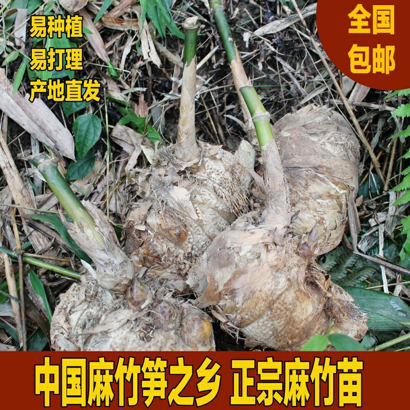 麻竹苗甜竹笋苗地栽大型户外庭院笋苗飞楠竹毛竹青竹