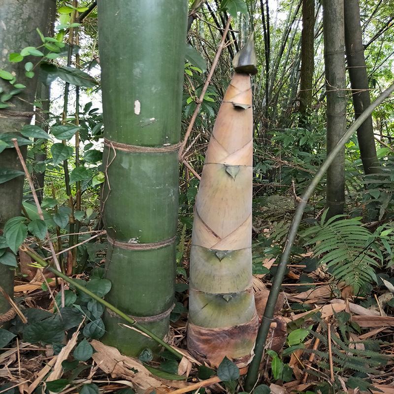 麻竹苗甜竹笋苗地栽大型户外庭院笋苗飞楠竹毛竹青竹