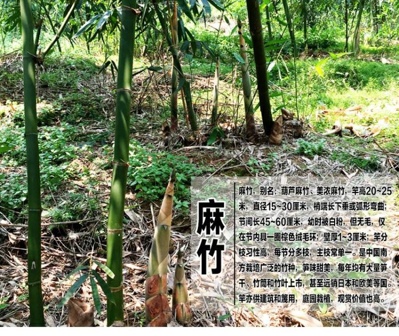 麻竹苗甜竹笋苗地栽大型户外庭院笋苗飞楠竹毛竹青竹