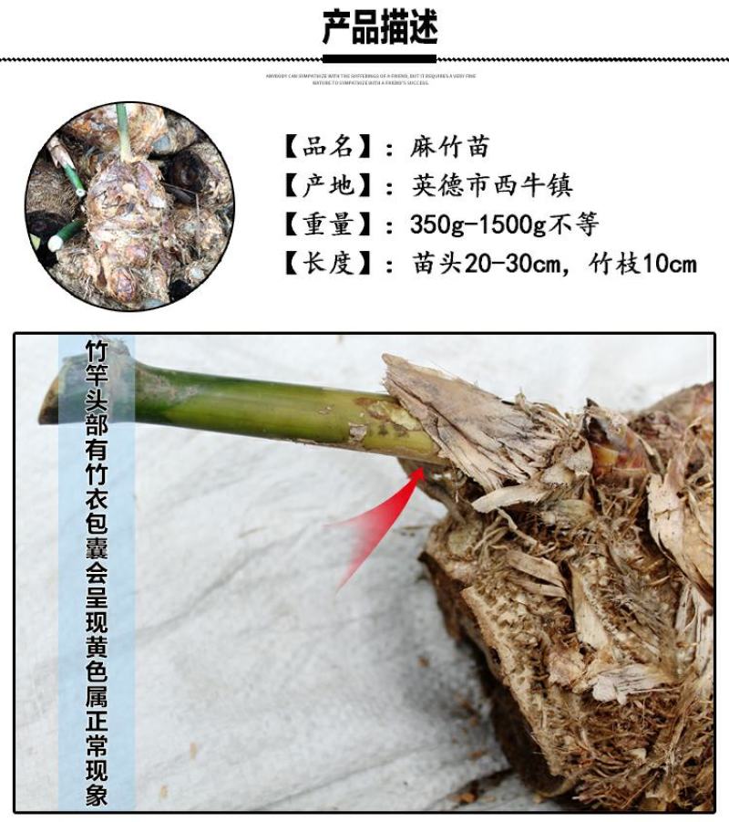 麻竹苗甜竹笋苗地栽大型户外庭院笋苗飞楠竹毛竹青竹