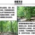麻竹苗甜竹笋苗地栽大型户外庭院笋苗飞楠竹毛竹青竹