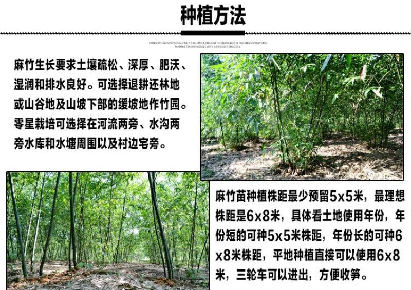 麻竹苗甜竹笋苗地栽大型户外庭院笋苗飞楠竹毛竹青竹
