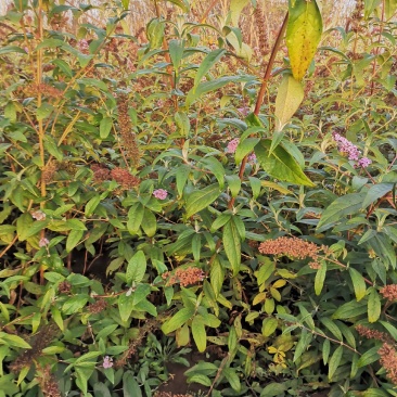 河北大花醉鱼草，河北大花醉鱼草供应，河北大花醉鱼草基地