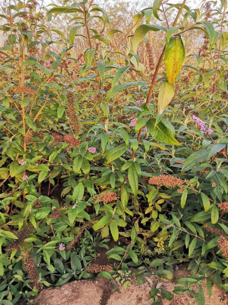 河北大花醉鱼草，河北大花醉鱼草供应，河北大花醉鱼草基地