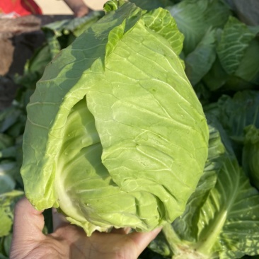 湖北当阳甘蓝大量上市旺旺斯特丹产地直发保质保量