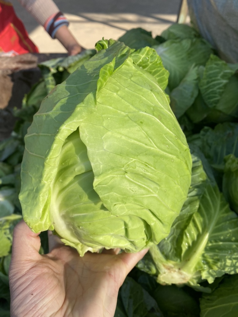 湖北当阳甘蓝大量上市旺旺斯特丹产地直发保质保量