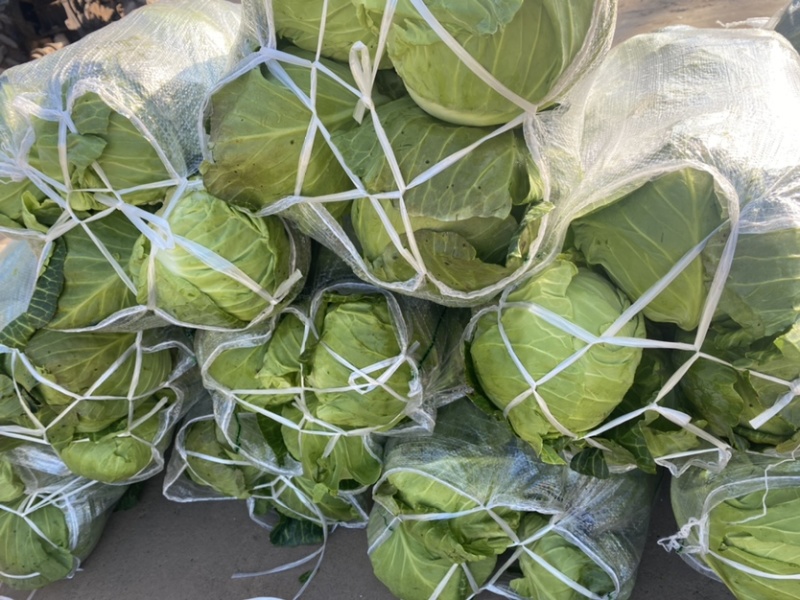 湖北当阳甘蓝大量上市旺旺斯特丹产地直发保质保量