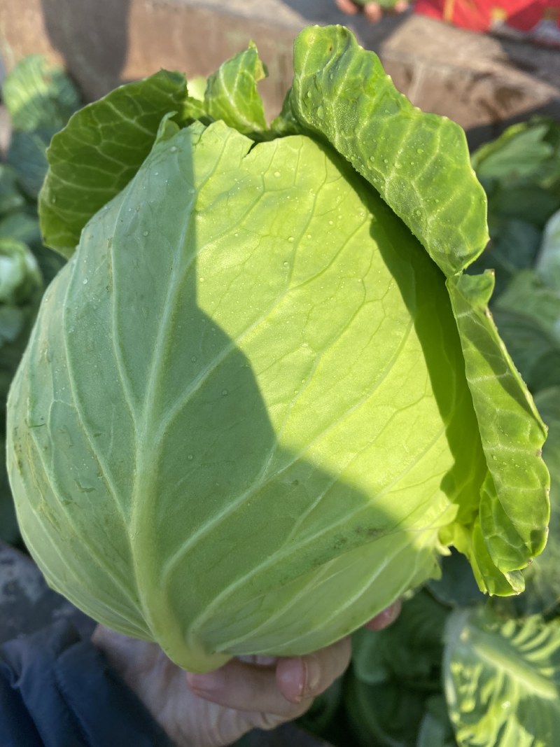 湖北甘蓝现货大量上市现砍现发可视频看货