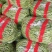 无丝豆芸豆白不老芸豆精品货源充足大量上市大量供货