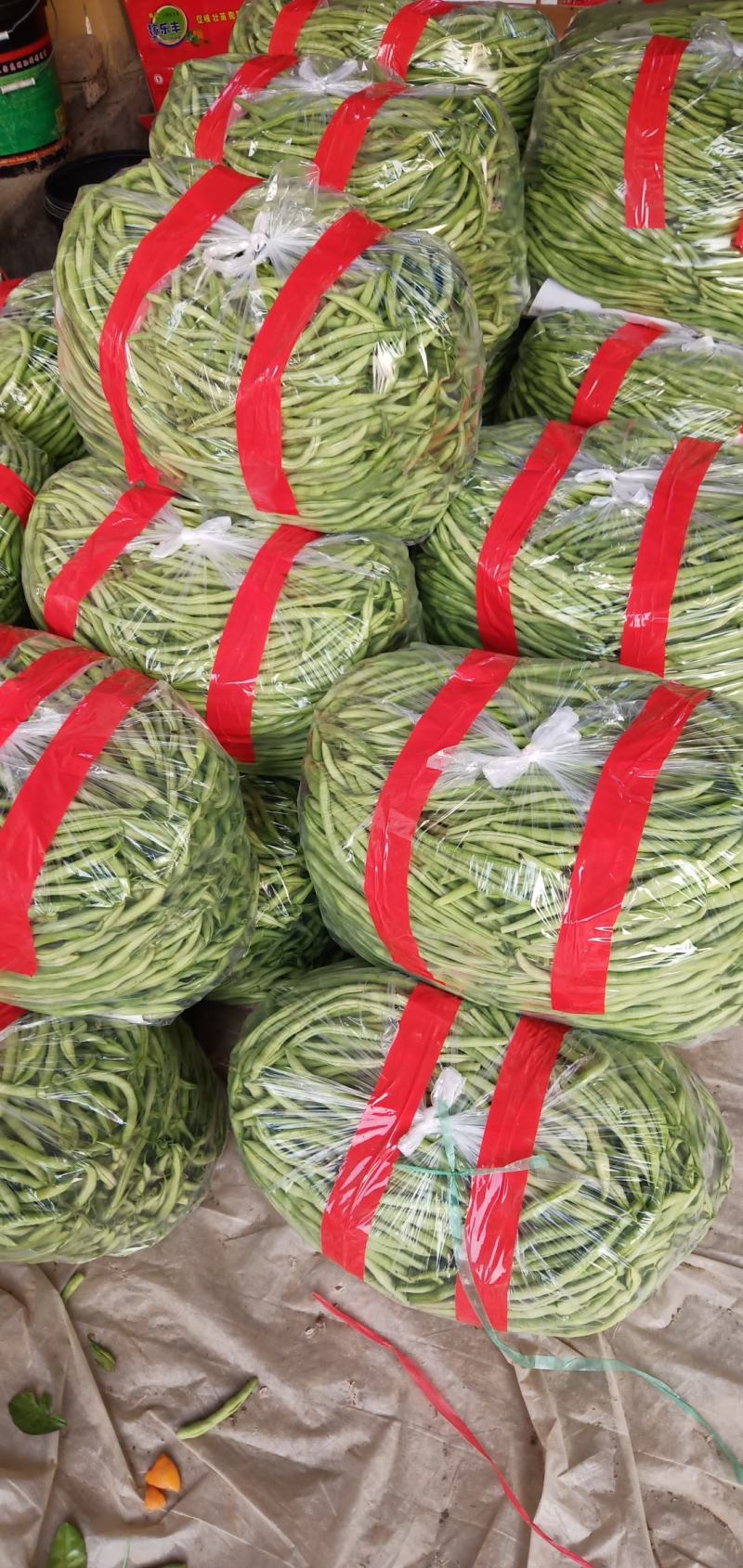 无丝豆芸豆白不老芸豆精品货源充足大量上市大量供货