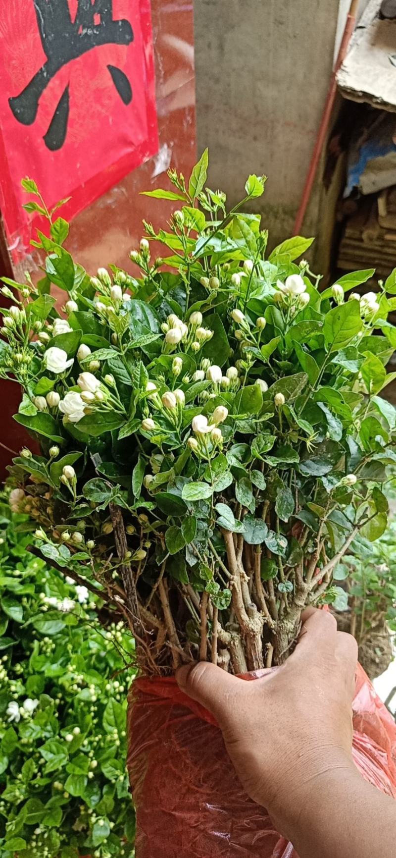 包邮重瓣茉莉花花苗批发零售一件代发基地直发保质保量