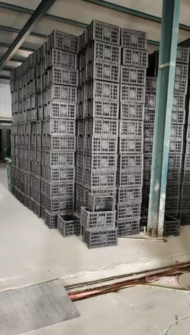 西红柿筐，各种水果筐，欢迎下单