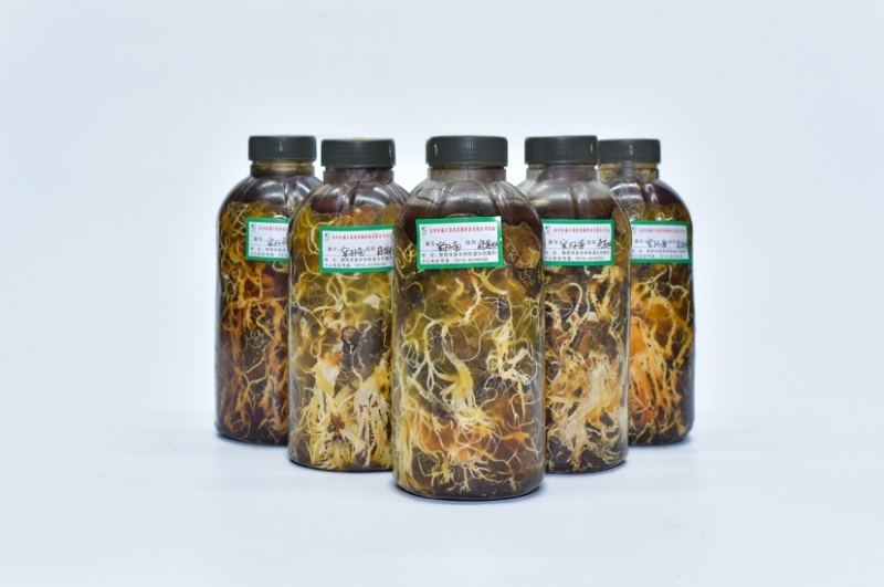 枝条蜜环菌栽培种大量供应中