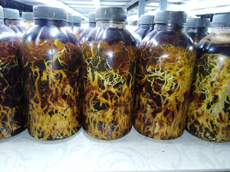 枝条蜜环菌栽培种大量供应中