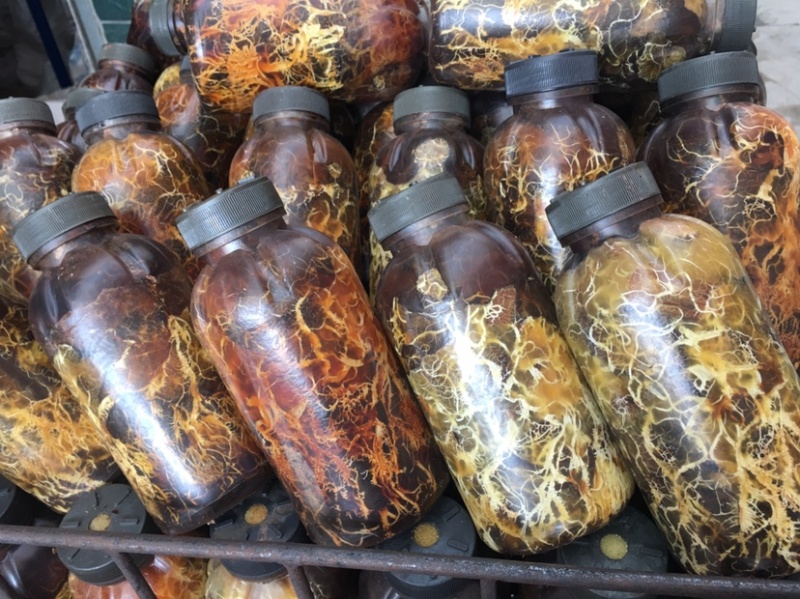 枝条蜜环菌栽培种大量供应中