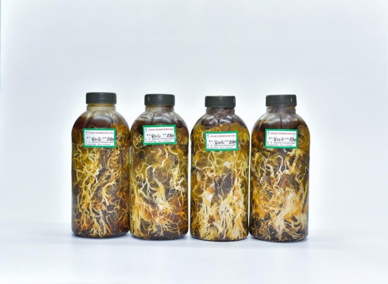 枝条蜜环菌栽培种大量供应中