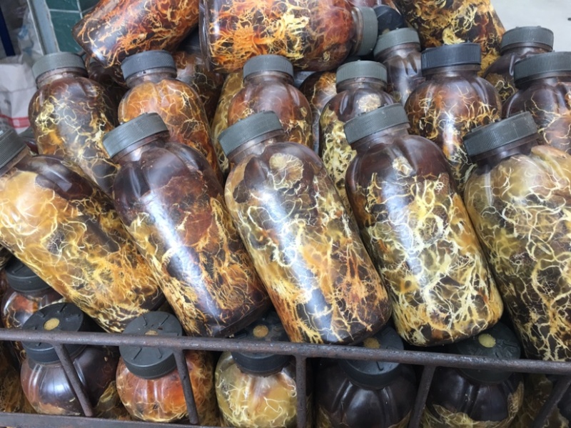 枝条蜜环菌栽培种大量供应中