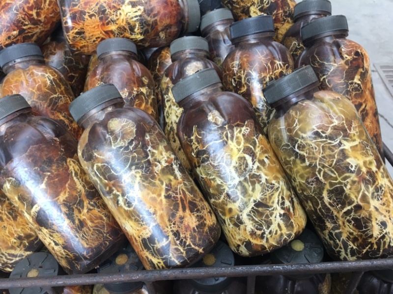 枝条蜜环菌栽培种大量供应中