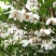 荣成玉玲花（野生大茉莉），走出山野，扎根大疆南北。