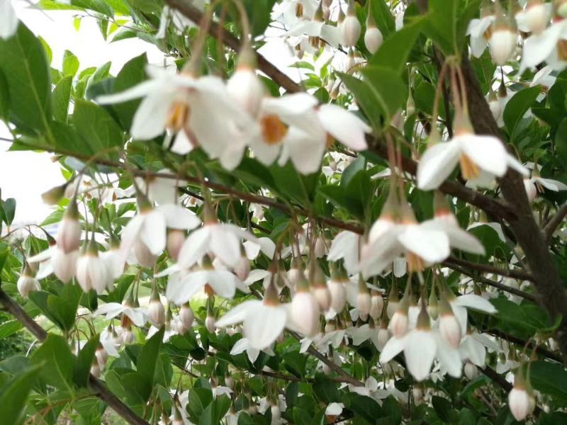 荣成玉玲花（野生大茉莉），走出山野，扎根大疆南北。