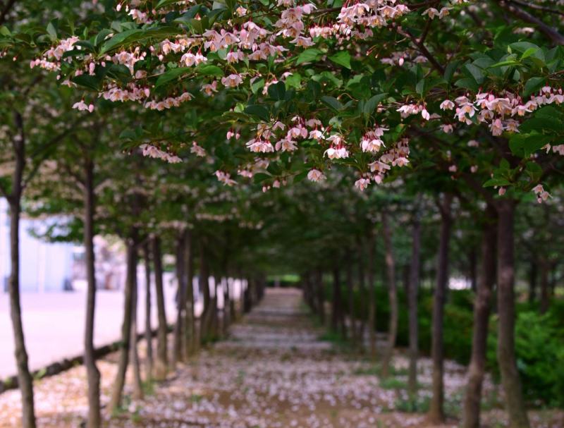 荣成玉玲花（野生大茉莉），走出山野，扎根大疆南北。