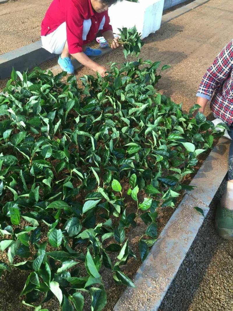 荣成玉玲花（野生大茉莉），走出山野，扎根大疆南北。