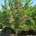 荣成玉玲花（野生大茉莉），走出山野，扎根大疆南北。
