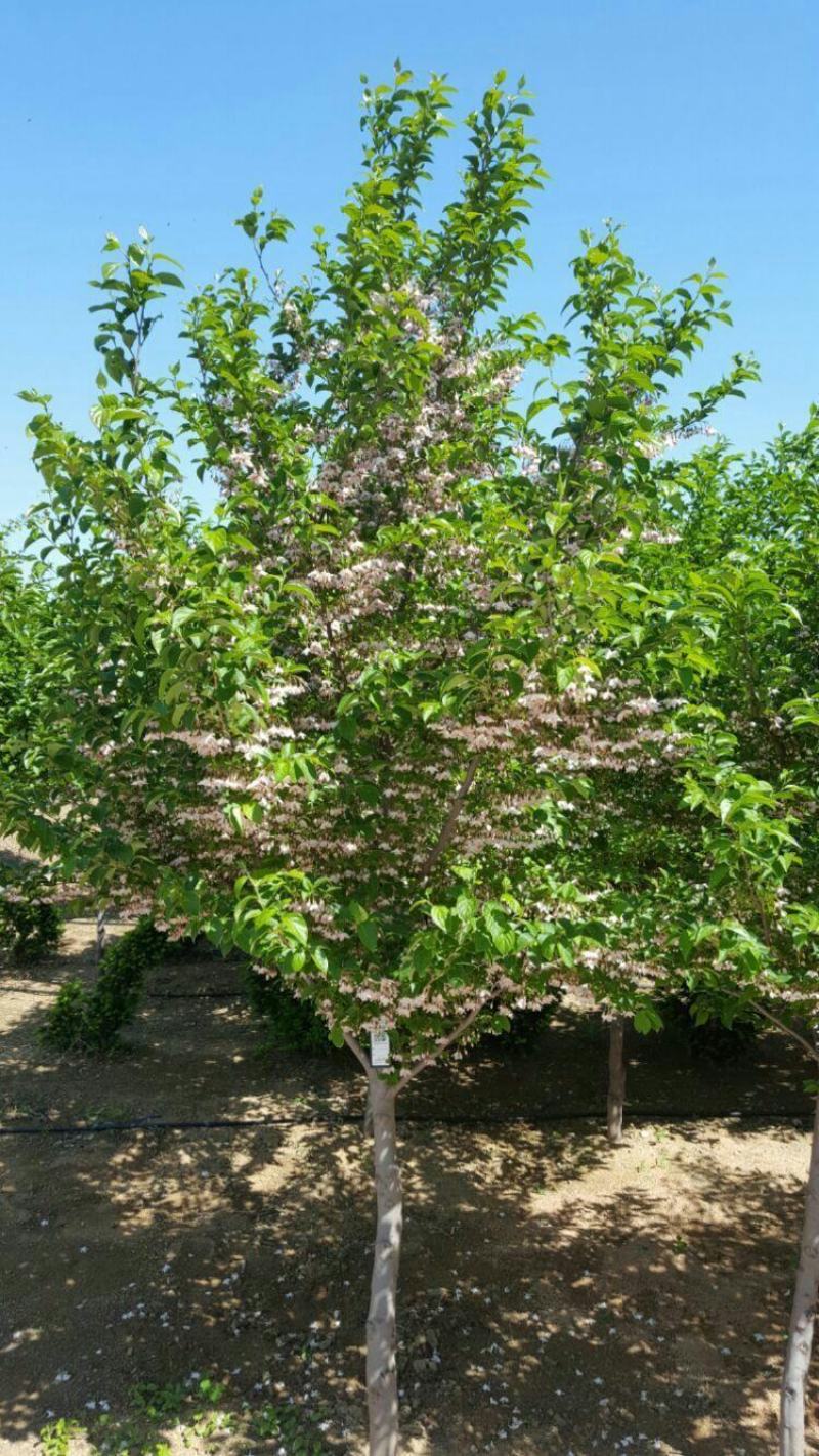 荣成玉玲花（野生大茉莉），走出山野，扎根大疆南北。