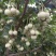 荣成玉玲花（野生大茉莉），走出山野，扎根大疆南北。