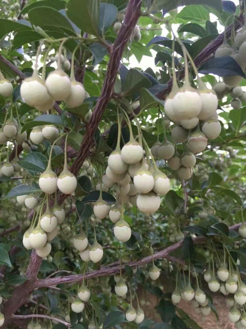 荣成玉玲花（野生大茉莉），走出山野，扎根大疆南北。