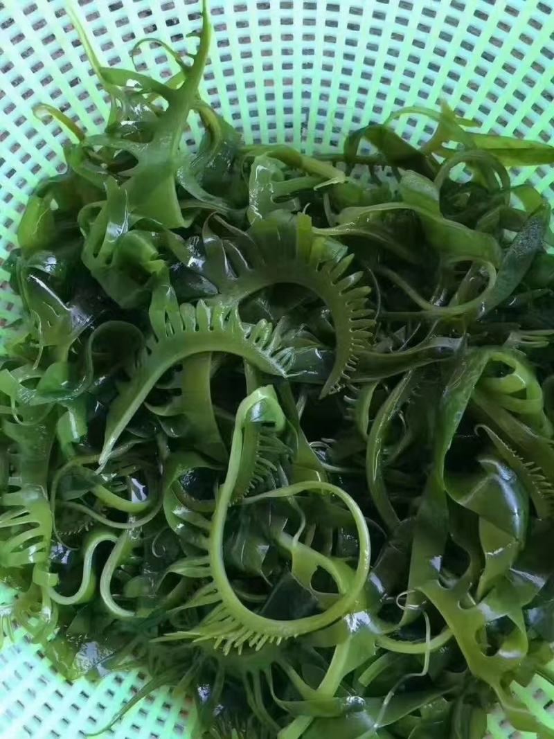 鱼邦海藻沙拉裙带菜400克*20袋/箱，开袋即食