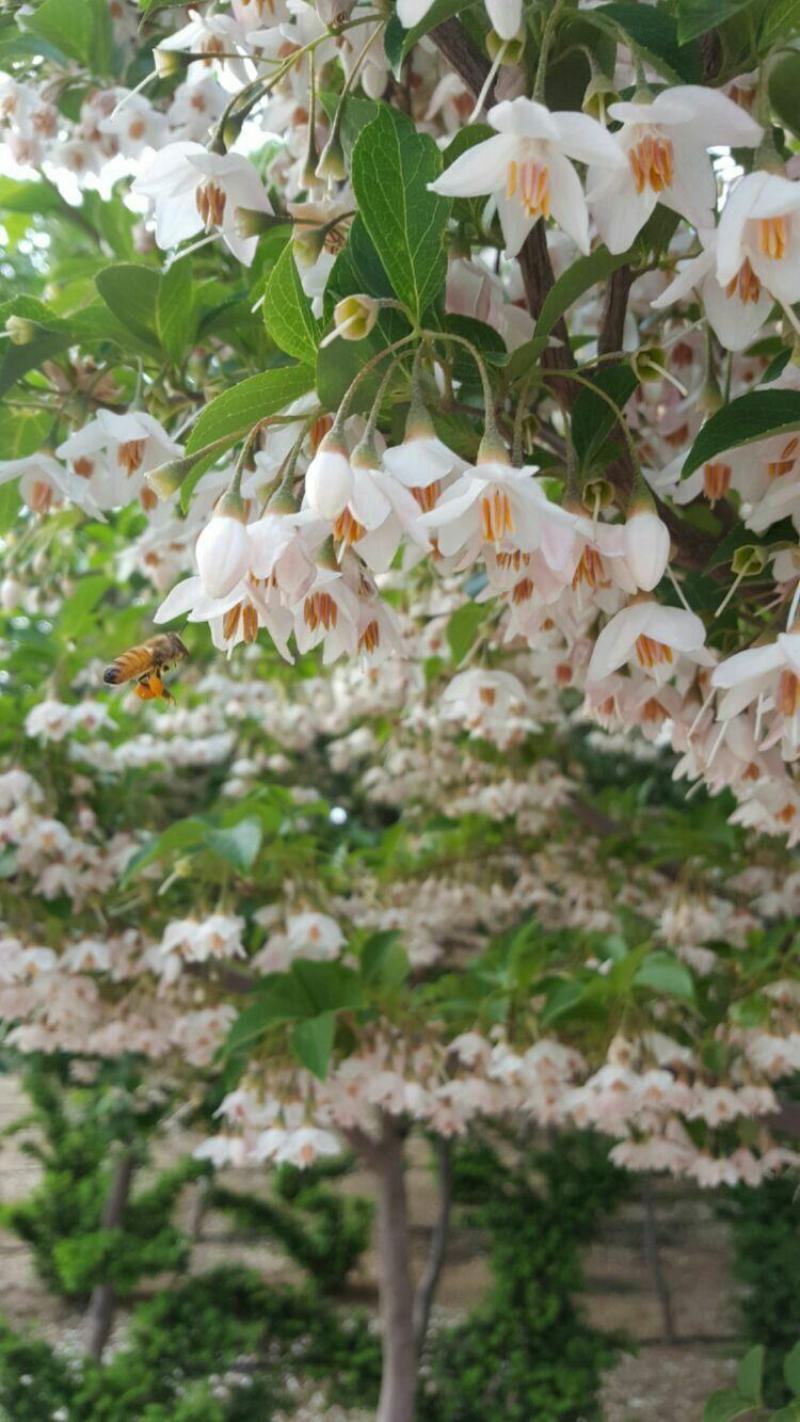 荣成玉玲花（野生大茉莉），走出山野，扎根大疆南北。
