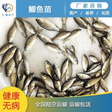 鲫鱼苗中科3号中科5号湘云鲫鱼产地直供