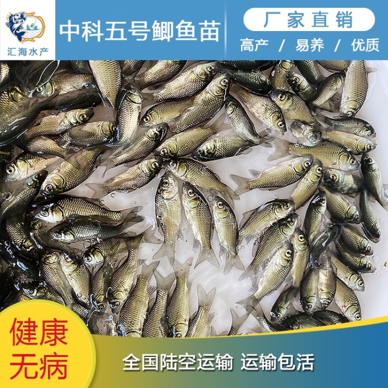 鲫鱼苗中科3号中科5号湘云鲫鱼产地直供