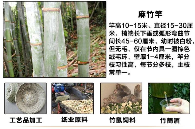 甜竹笋苗麻竹笋苗地栽大型产笋竹子苗非毛竹楠竹苗