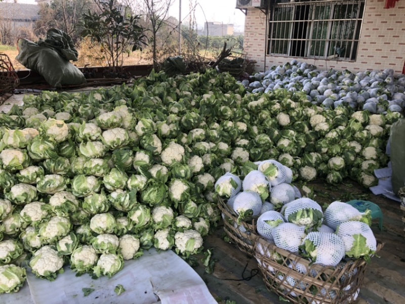 【优质】花菜散装，包装，品质保证供应全国大量出售