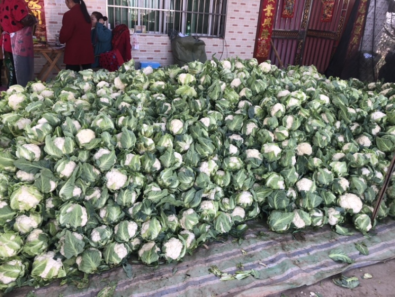 【优质】花菜散装，包装，品质保证供应全国大量出售