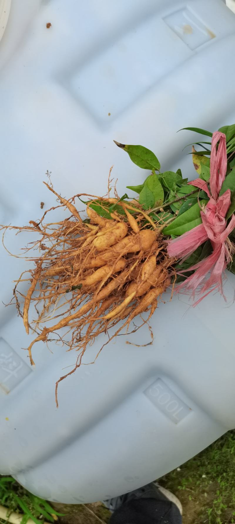 小叶牛大力苗，薯率高，见效快，产量好