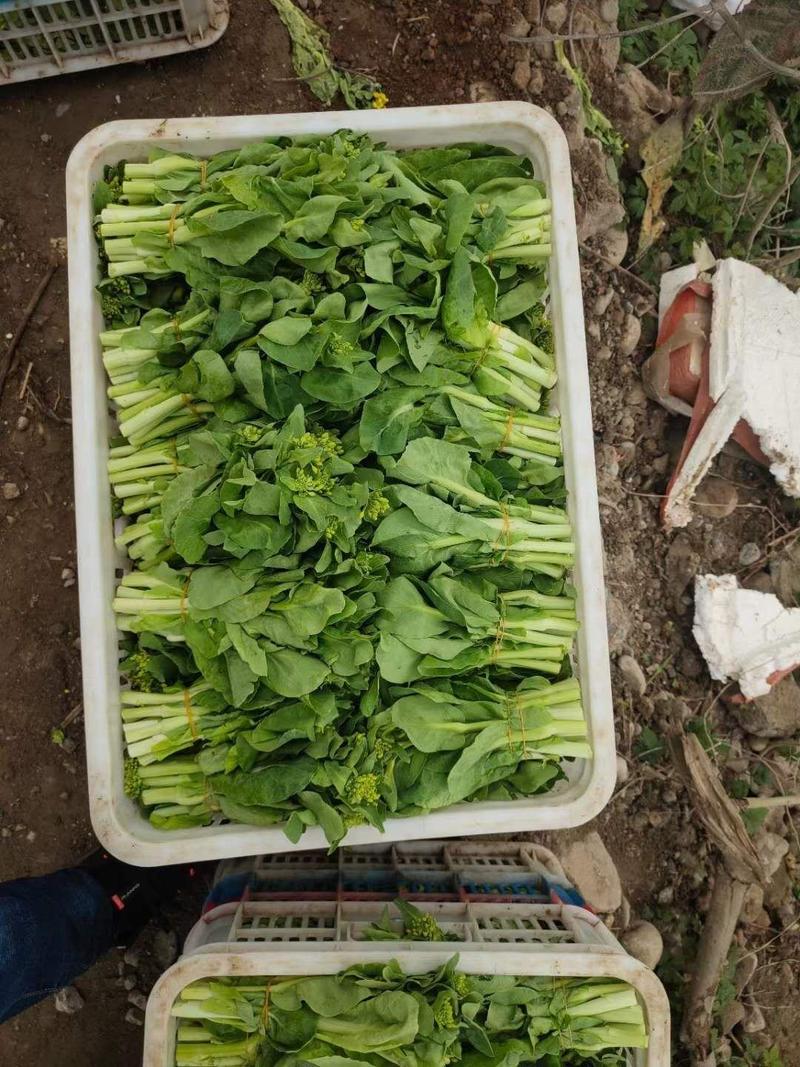 精品小白菜、白菜苔子