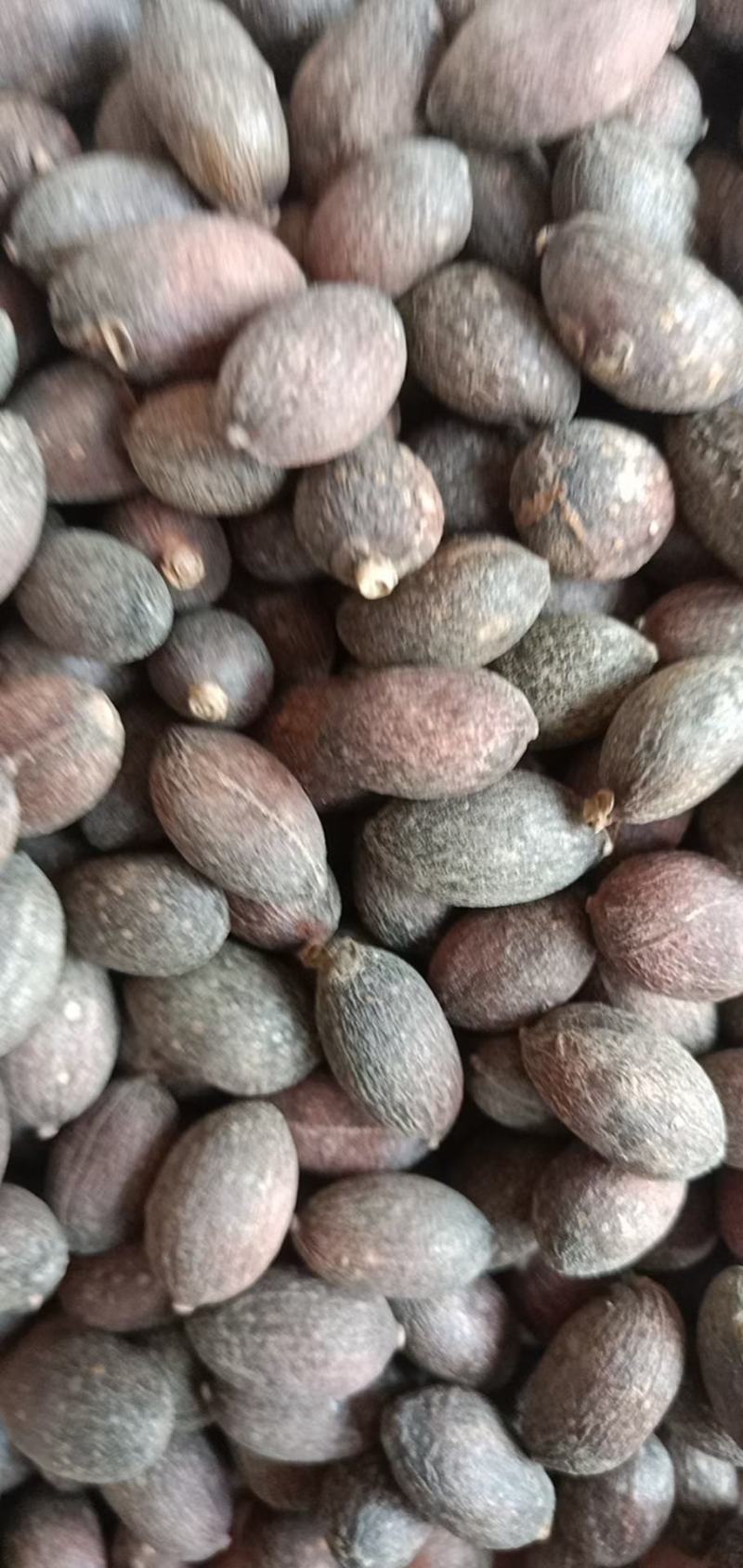 蒲葵子，葵树子质量保证，经营各种中药材，欢迎咨询合作！