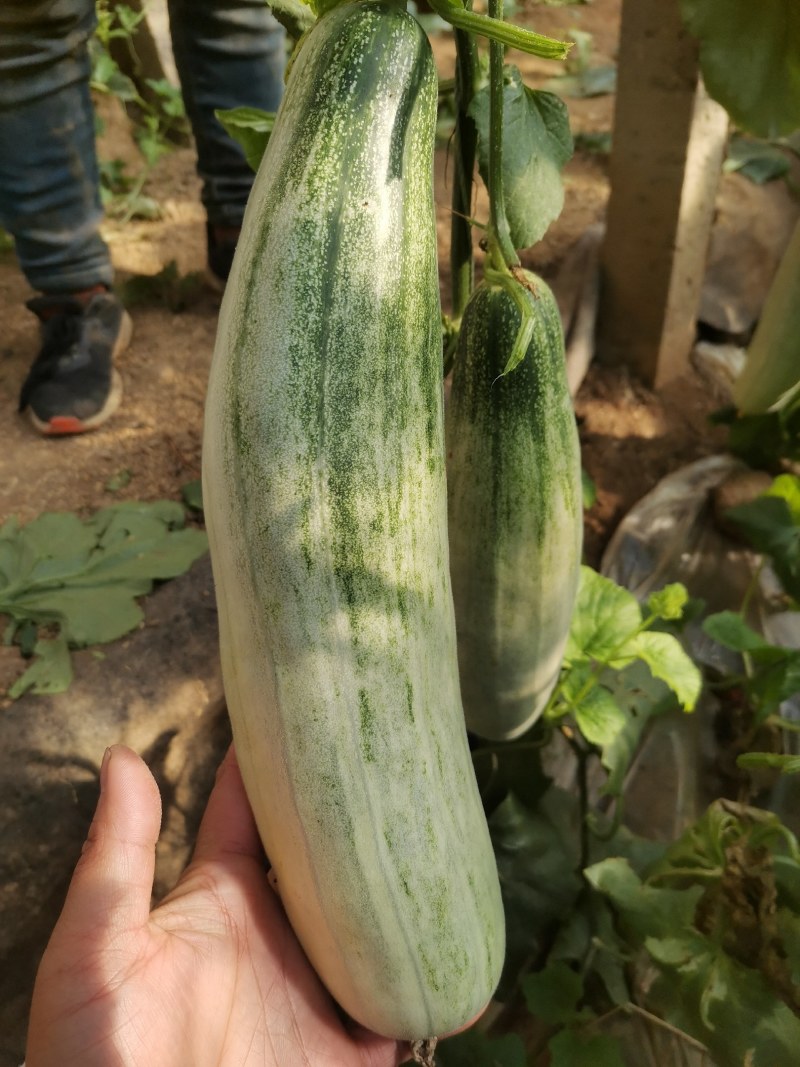 【诚信商家】羊角蜜甜瓜，山东潍坊羊角蜜甜瓜，大棚甜瓜