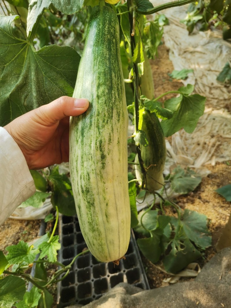 【诚信商家】羊角蜜甜瓜，山东潍坊羊角蜜甜瓜，大棚甜瓜